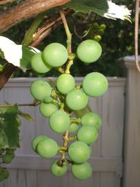   Infructescence:   Vitis labrusca ; Photo by Andrew Leahey, wikimedia commons
